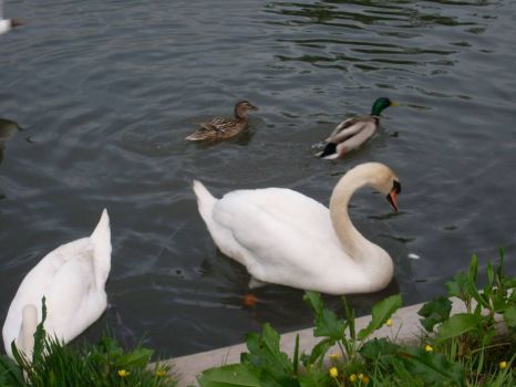 Ducks and Swans