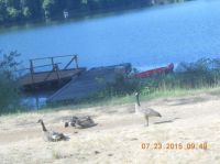 Canada Geese At Lake Resort