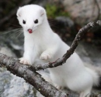 &quot;Arctic Weasel&quot;