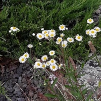 Mini-daisies