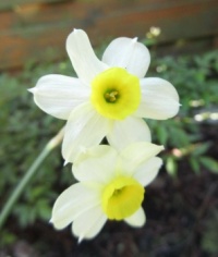 Daffodils in the back garden