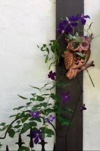 Owl guardian and Clematis