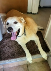 Happy Sammy