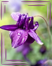 💜 Time for Aquilegia 💜