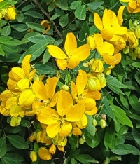 Yellow Blossoms on Tree