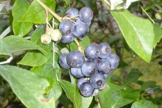 Not grapes -- blueberries