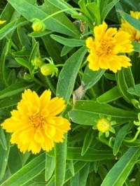 Coreopsis