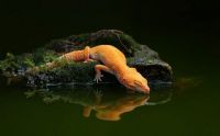reflections of a gecko