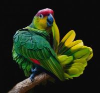 Lilacine Amazon Parrot