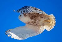 snowy-owl-edwards by Meliissa Brown