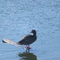 Duck Surfing