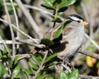 White-crowned Sparrow Adult, Discovery Lake, San Marcos, California