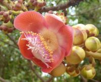 Flower of Cannonball Tree