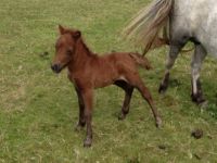 foal born 1 June 2013
