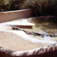 Alligators at San Diego Zoo (0823)