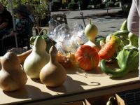 Gourds galore
