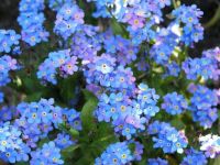 Forget Me Not Flowers (Mar17P08)