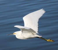Snowy Egret, Santee Lakes, Santee, California