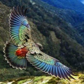 New Zealand Kea Parrot (Nestor notabilis)