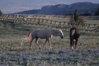 The northern boundry of the Pryor mountain horse range