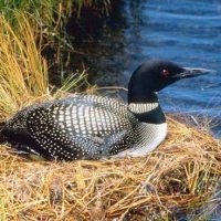 A COMMON LOON