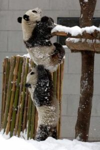 Baby Pandas