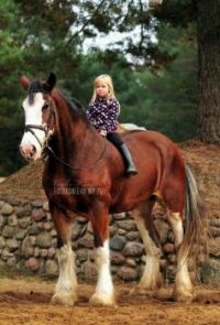 HORSE LOVERS COME IN ALL SIZES