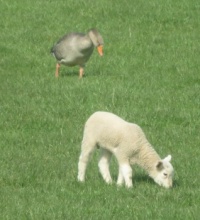 Goose and lamb