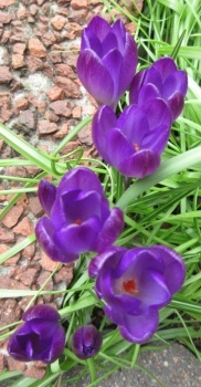 Purple Crocus in the front garden,