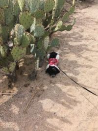 Charlee finds shade in the dessert