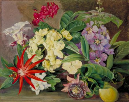 Marianne North (British, 1830–1890), Flowers and Fruit