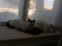 Headlight Kitties