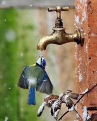 Getting a Drink of Water