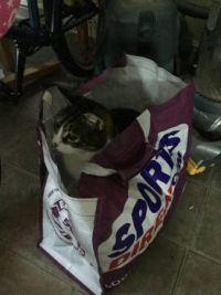 Free cat with every bag