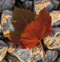 Maple Leaf at Sunset
