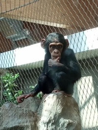 šimpanz