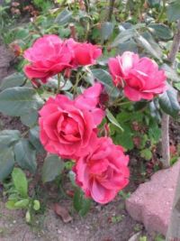 Fleurs de Passan Pen