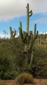 Old cactus