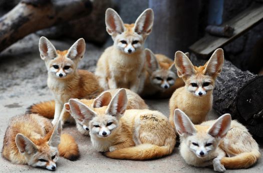 Solve fennec fox den jigsaw puzzle online with 40 pieces