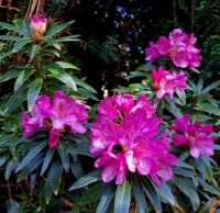 Rhododendron 'Graziella'