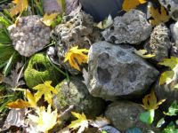 Rocks And Autumn Leaves  2
