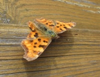 Comma Butterfly  -- Gehakkelde Aurelia
