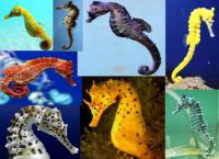 seahorses
