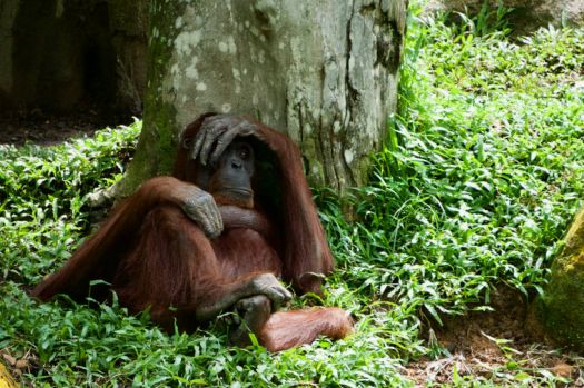 Indifferent orangutan