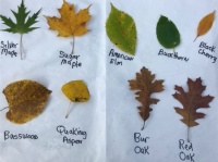 Help for Identifying Trees