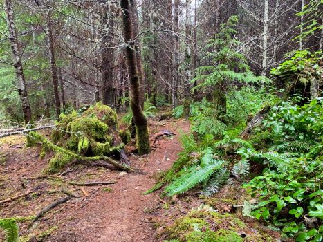 Solve A Hiking Trail In The Broom Hill Forest Near Sooke In Vancouver 