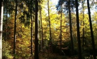 Waldspaziergang