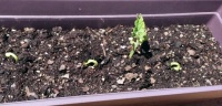 Green bean garden (well, it's a start!)