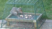 Squirrel proof bird food cage...