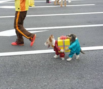 Best dog costume......EVER!!!!!!
